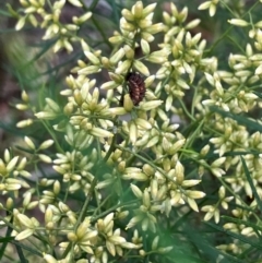 Harmonia conformis (Common Spotted Ladybird) at Farrer Ridge - 15 Feb 2024 by melchapman