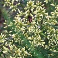 Harmonia conformis (Common Spotted Ladybird) at Farrer, ACT - 15 Feb 2024 by melchapman