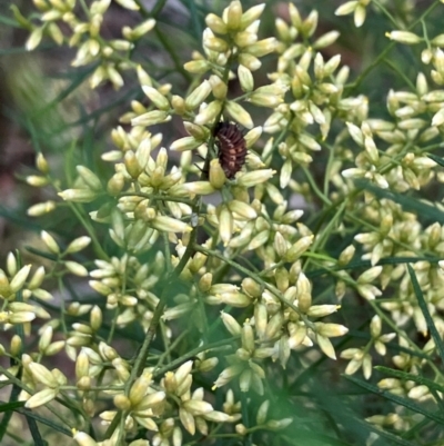 Harmonia conformis (Common Spotted Ladybird) at Farrer Ridge - 15 Feb 2024 by melchapman