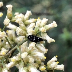Mordellidae (family) (Unidentified pintail or tumbling flower beetle) at Farrer Ridge - 15 Feb 2024 by melchapman