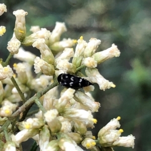 Mordellidae (family) at Farrer Ridge NR  (FAR) - 15 Feb 2024 03:25 PM