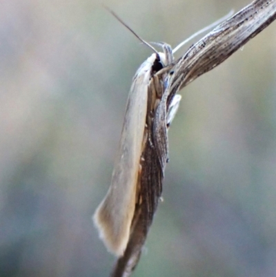Philobota productella at Mount Painter - 13 Feb 2024 by CathB