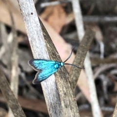 Pollanisus (genus) (A Forester Moth) at Farrer Ridge - 15 Feb 2024 by melchapman