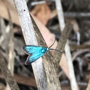 Pollanisus (genus) at Farrer Ridge NR  (FAR) - 15 Feb 2024