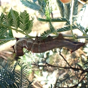 Neola semiaurata at Mount Painter - 13 Feb 2024 08:10 AM