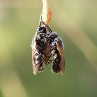 Apiformes (informal group) (Unidentified bee) at Mount Painter - 13 Feb 2024 by CathB