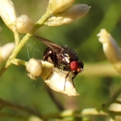 Unidentified Other true fly at Mount Painter - 12 Feb 2024 by CathB