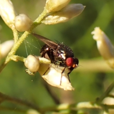 Unidentified Other true fly at Mount Painter - 12 Feb 2024 by CathB