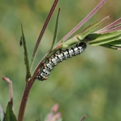 Phalaenoides tristifica (Willow-herb Day-moth) at Cotter River, ACT - 13 Feb 2024 by RAllen