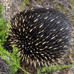 Tachyglossus aculeatus (Short-beaked Echidna) at Molonglo River Reserve - 15 Feb 2024 by SteveBorkowskis