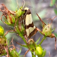 Chrysonoma fascialis (A concealer moth) at Block 402 - 15 Feb 2024 by SteveBorkowskis