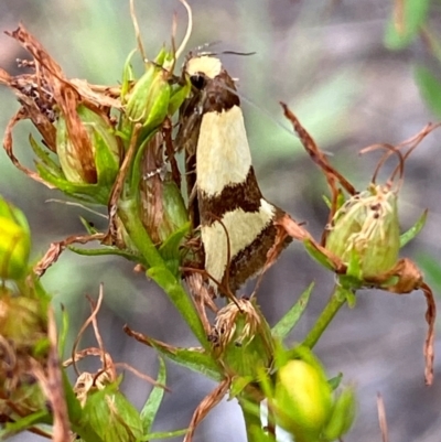 Chrysonoma fascialis (A Concealer moth (Wingia group) at Block 402 - 15 Feb 2024 by SteveBorkowskis