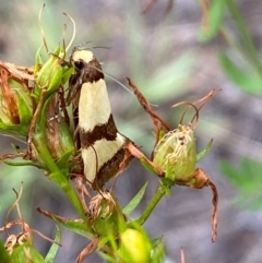 Chrysonoma fascialis at Bluetts Block (402, 403, 12, 11) - 15 Feb 2024 01:40 PM