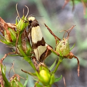 Chrysonoma fascialis at Block 402 - 15 Feb 2024