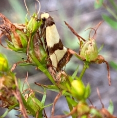 Chrysonoma fascialis at Block 402 - 15 Feb 2024