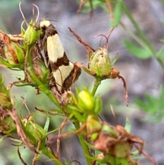 Chrysonoma fascialis at Block 402 - 15 Feb 2024