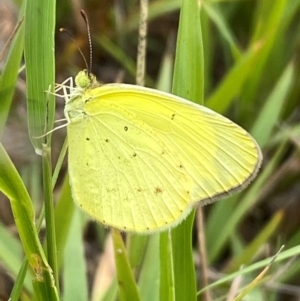 Eurema smilax at Bluetts Block (402, 403, 12, 11) - 15 Feb 2024 01:18 PM