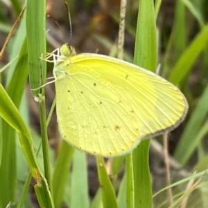 Eurema smilax at Bluetts Block (402, 403, 12, 11) - 15 Feb 2024 01:18 PM