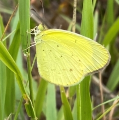 Eurema smilax at Block 402 - 15 Feb 2024