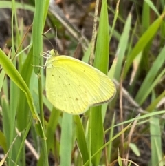 Eurema smilax at Bluetts Block (402, 403, 12, 11) - 15 Feb 2024 01:18 PM