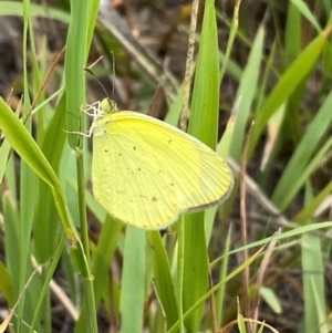 Eurema smilax at Bluetts Block (402, 403, 12, 11) - 15 Feb 2024 01:18 PM