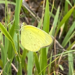 Eurema smilax at Block 402 - 15 Feb 2024