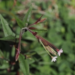 Epilobium ciliatum at Namadgi National Park - 13 Feb 2024