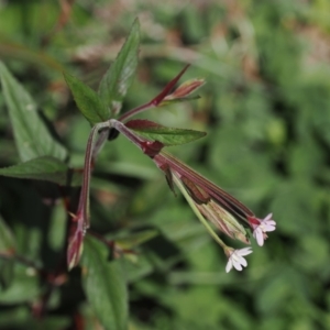 Epilobium ciliatum at Namadgi National Park - 13 Feb 2024