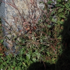 Epilobium ciliatum at Namadgi National Park - 13 Feb 2024