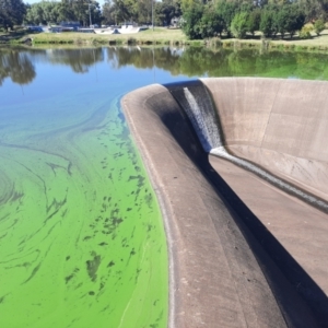 Alga / Cyanobacterium at Greenway, ACT - 12 Feb 2024 10:21 AM