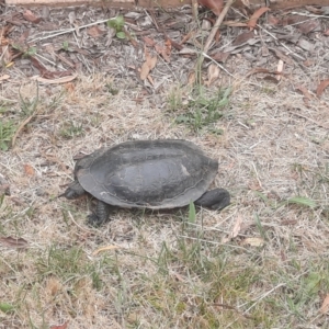 Chelodina longicollis at Richardson, ACT - 30 Dec 2022