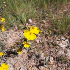 Hibbertia obtusifolia (Grey Guinea-flower) at QPRC LGA - 27 Oct 2021 by MB