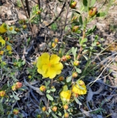 Hibbertia obtusifolia (Grey Guinea-flower) at Farrer Ridge - 24 Oct 2021 by MB