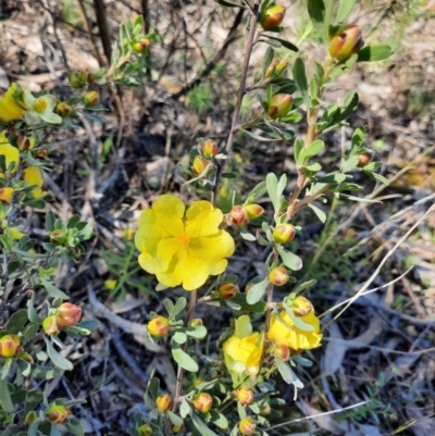 Hibbertia obtusifolia (Grey Guinea-flower) at Farrer Ridge - 23 Oct 2021 by MB