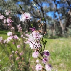 Kunzea parvifolia (Violet Kunzea) at Farrer Ridge - 23 Oct 2021 by MB