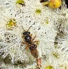 Halictidae (family) at Giralang, ACT - 11 Feb 2024 by mcosgrove