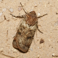 Agrotis porphyricollis (Variable Cutworm) at Harrison, ACT - 13 Feb 2024 by DPRees125