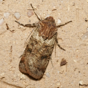 Agrotis porphyricollis at Harrison, ACT - 13 Feb 2024