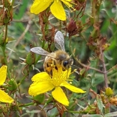 Apis mellifera (European honey bee) at Gungahlin, ACT - 15 Feb 2024 by HappyWanderer