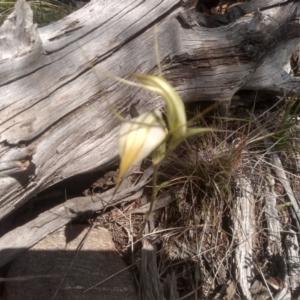 Diplodium ampliatum at Cooma North Ridge Reserve - 15 Feb 2024