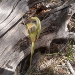 Diplodium ampliatum at Cooma North Ridge Reserve - 15 Feb 2024