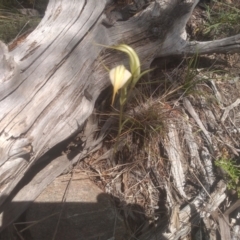 Diplodium ampliatum at Cooma North Ridge Reserve - 15 Feb 2024