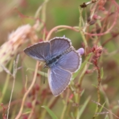 Zizina otis (Common Grass-Blue) at Mulanggari Grasslands - 15 Feb 2024 by HappyWanderer