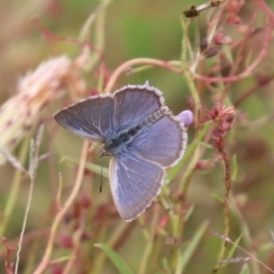 Zizina otis (Common Grass-Blue) at Mulanggari Grasslands - 15 Feb 2024 by HappyWanderer
