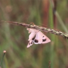 Helicoverpa punctigera (Native Budworm) at Mulanggari NR (MUL_11) - 15 Feb 2024 by HappyWanderer