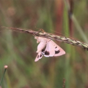 Helicoverpa punctigera at Mulanggari NR (MUL_11) - 15 Feb 2024