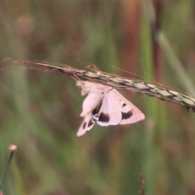 Helicoverpa punctigera (Native Budworm) at Mulanggari Grasslands - 15 Feb 2024 by HappyWanderer