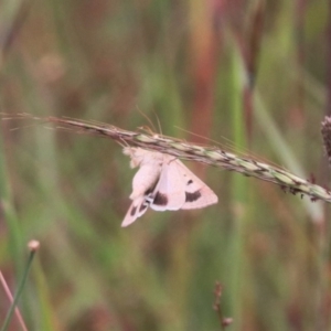 Helicoverpa punctigera at Mulanggari NR (MUL_11) - 15 Feb 2024