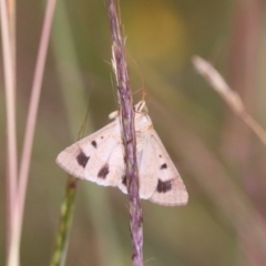 Helicoverpa punctigera at Mulanggari NR (MUL_11) - 15 Feb 2024