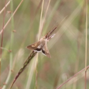 Helicoverpa punctigera at Mulanggari NR (MUL_11) - 15 Feb 2024